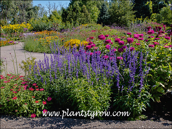 A large annual garden with the blue/purple spires of Salvia Gruppenblau.